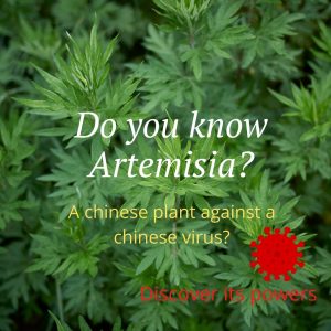 Artemisia Annua